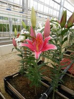 [4485 PO73 O 02 10000-686 No01.JPG]